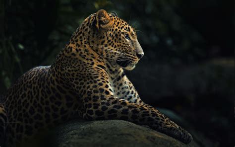 Animals Wildlife Nature Jaguars Wallpapers Hd Desktop And Mobile