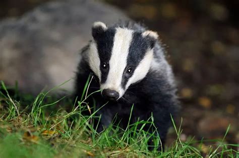 Horror Images Show Reality Of Brutal Badger Cull Unfolding In The