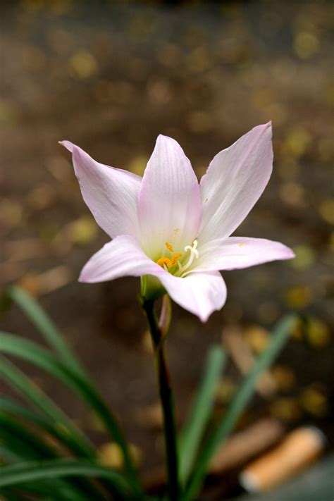 Zephyranthes Robusta Pink Rain Lily