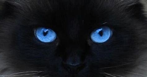 Cute Black Cats Has Blue Eyes Dozhub