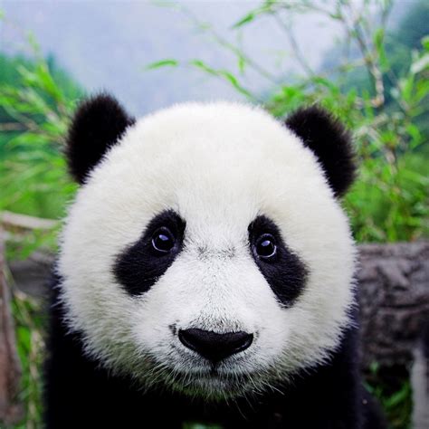 Full Frontal Panda Funny Animal Videos Funny Animals Cute Animals