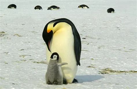 Emperor Penguin Description Habitat Image Diet And Interesting Facts