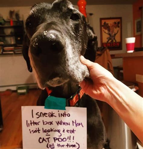 100 Hilarious Dog Shaming Photos Always Pets