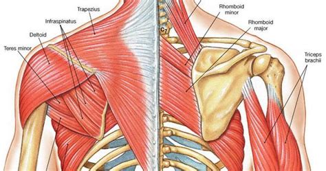 Muscle Identification | A & P | Pinterest | Muscles, Anatomy and Scapula