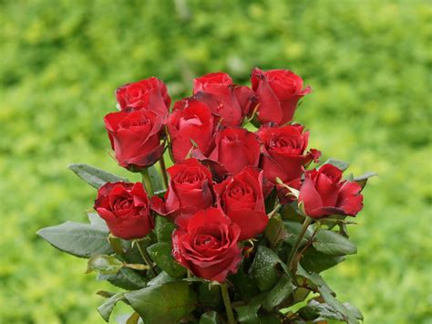 Beautiful Red Roses Roses Photo 34610979 Fanpop