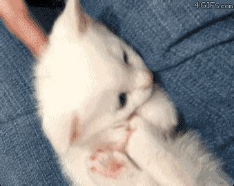 Created by captaindroopersa community for 2 years. 12 Cat Gifs To Get You Through Midterms