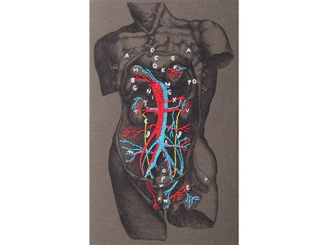 Human Anatomy Journal Dissection Of A Male Torso Anatomical Etsy