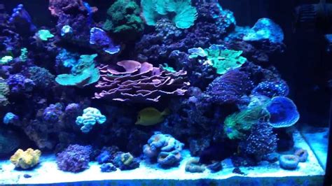 90 Gallon Reef Tank Update5 Youtube