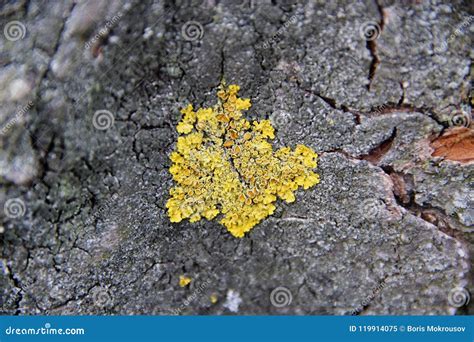 Yellow Fungus On Tree Bark Closeup Stock Image Image Of Environment