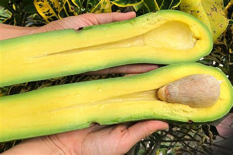 Freakishly Long Necked Avocados Take Internet By Storm London Evening