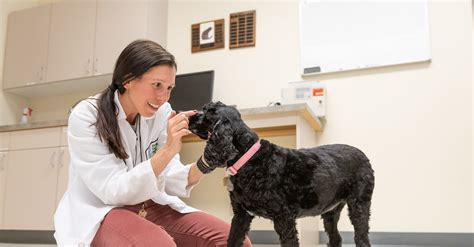 Externships College Of Veterinary Medicine And Biomedical Sciences