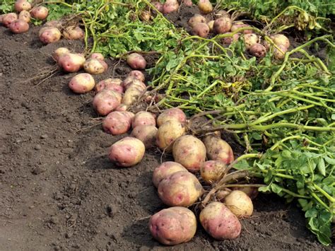 How To Grow Potatoes Plant Instructions