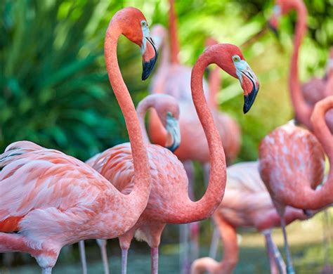 Flamingos Are Big Lovely Wading Birds Mystart
