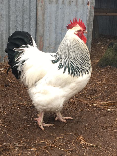 Sussex For Sale Chickens Breed Information Omlet