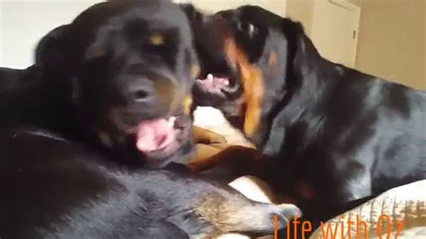 Two Females Rottweilers Playing And Talking Rottweiler Rotweiler Female