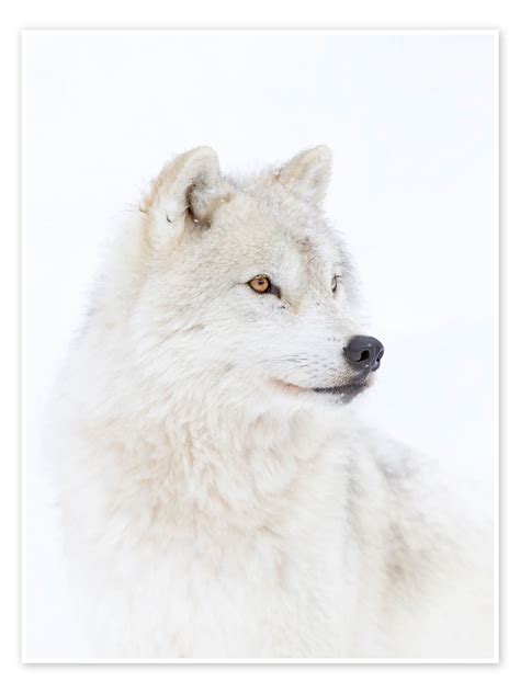 Arctic Wolf Print By Jim Cumming Posterlounge