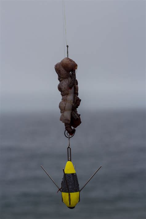 Cod bait 3 - Fishing Tails