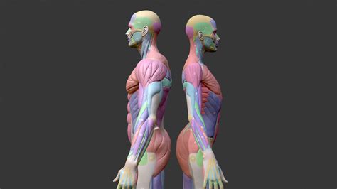 Écorché musclenames male and female anatomy bundle buy royalty free 3d model by chrisfischerart