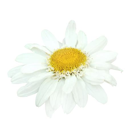 Free White Daisy Flower 21167973 Png With Transparent Background