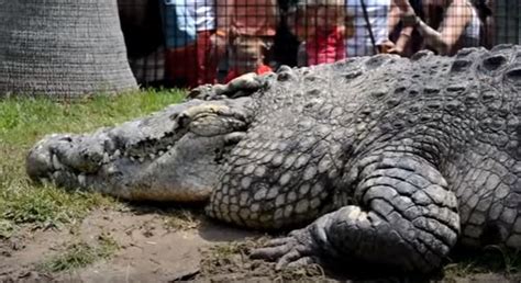 Croc Of Gold Kenyas Booming Crocodile Farm Industry Unicpress