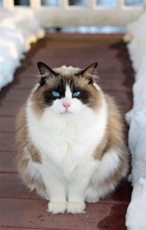1000 Images About Ragdoll Cats On Pinterest Ragdoll