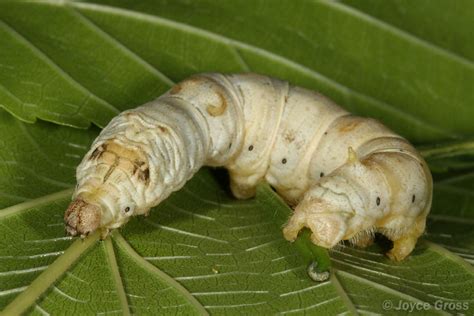 Calphotos Bombyx Mori Silkworm Silkmoth