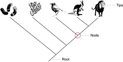 216 Species And Phylogenetic Trees The Evolution And Biology Of Sex