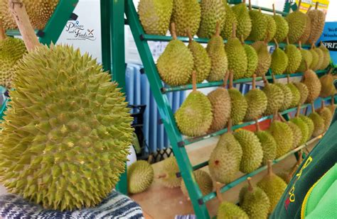Durian musang king memiliki keistimewaan daging buah berwarna kuning, daging buah kering, lembut, tidak berserat dan rasa manis kombinasi pahit, tekstur lembut, aroma kuat, dan biji kecil. The Truth about Musang King Durian Rejected by China