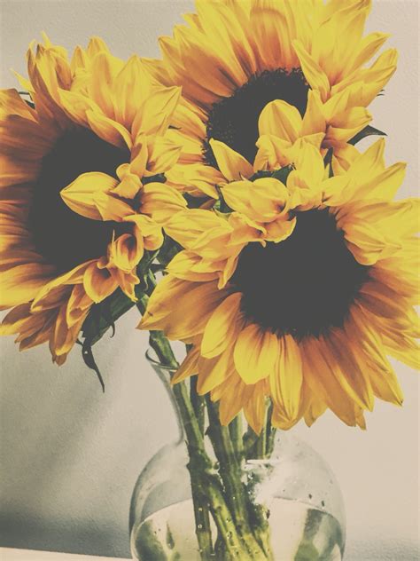 Soft Photography Vintage Sunflowers Photography Pretty Flowers