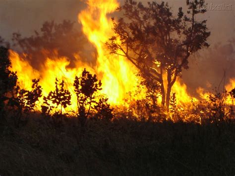 Nordeste Acontece Fogo Na Floresta