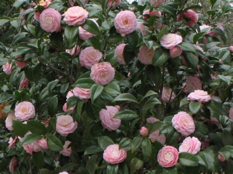Online Plant Guide Camellia Japonica Pink Perfection Pink