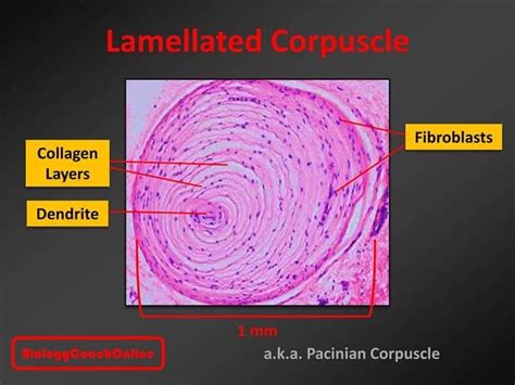 Last Weeks Mysteryanatomy Structure Was The Lamellated Corpuscle