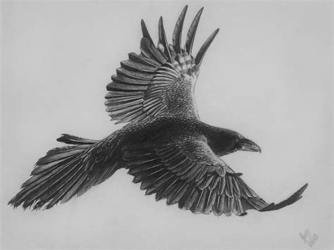 Raven In Flight Drawing By Harry Davies Fine Art America