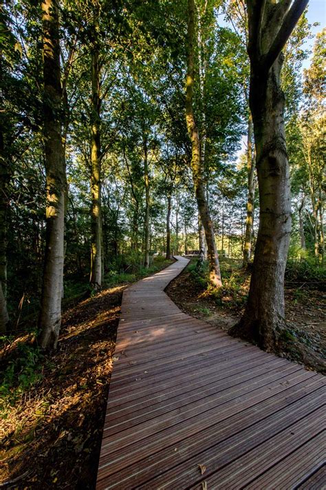 Ww1 Landscape Memorial Forest Path Ypres Belgium Omgeving