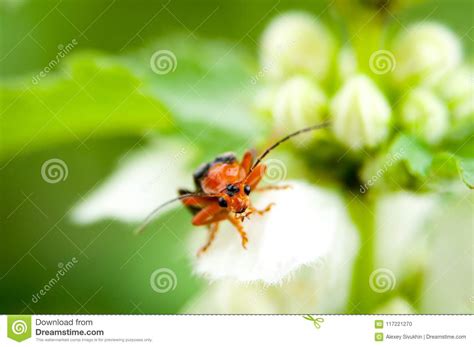 Macro Shot Of Little Beauty Beetle On White Flower And Green Leaves