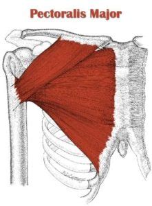 The teres major muscle arises from the oval area on the dorsal surface of the inferior angle of the scapula and inserts into the medial lip of the intertubercular sulcus of the. Upper Chest Specialization - Indian Society for Strength ...