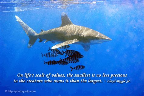 Shark Motivational Quotes