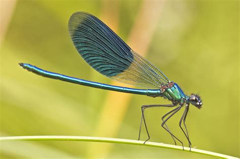 Bagaimana Anda Beritahu Perbezaan Antara Dragonfly Dan Damselflies