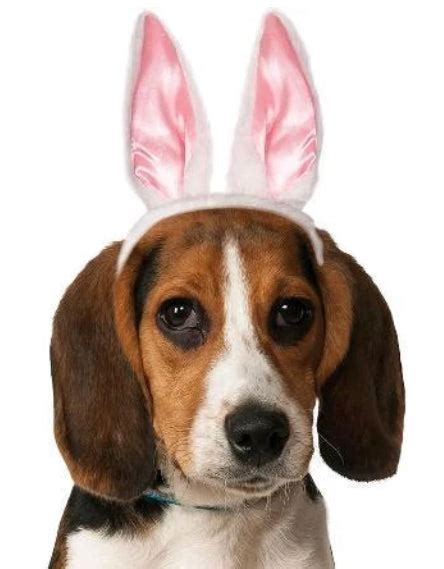 Dog Bunny Ears Party Animal Direct