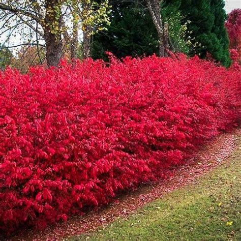 Burning Bush “fireball” Natural Fence Flowering Bushes Urban Garden