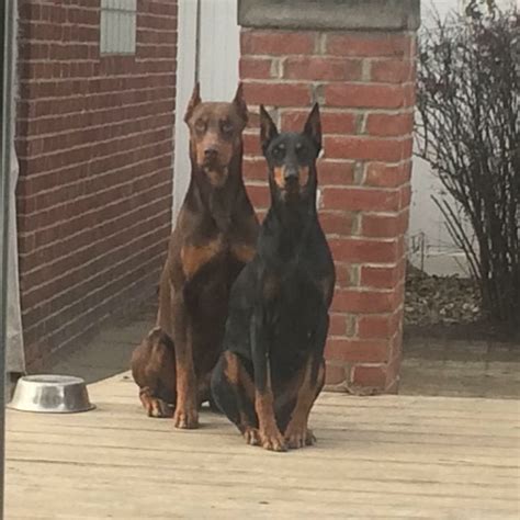 Puppies in michigan and was hoping to get some leads. Doberman Pinscher Puppies For Sale | Detroit, MI #173907