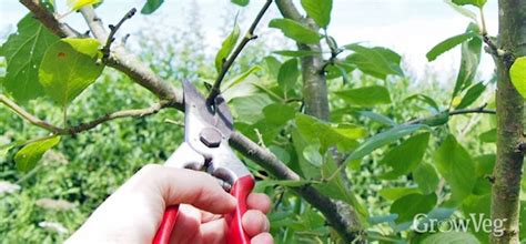 Silver Leaf Fungus Garden Pests And Diseases Gardening Tips