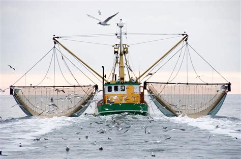 The Serious Problem That Is Overfishing Typelish