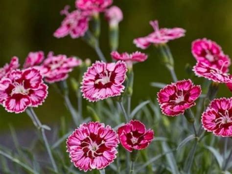 Hvozdík Karafiát ´supernova´ Dianthus Caryophyllus ´supernova´ Zahradnictví Spomyšl