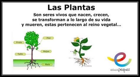 Las Plantas Partes Y Funciones De Las Plantas Educapeques