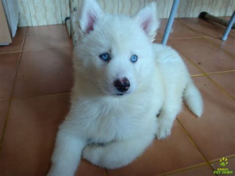 Pourquoi les chiens aux yeux bleus sont rares ? Chiot Husky blanc - Blog de chien-yeux-bleu
