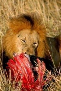And, what does a lion eat? What do lions eat ? « 4best of