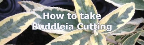 How To Take Buddleia Cuttings Growing Butterfly Bushes Uk