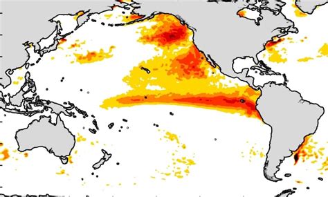 Ocean Heat Waves Becoming More Common Longer New Study Finds Cbc News