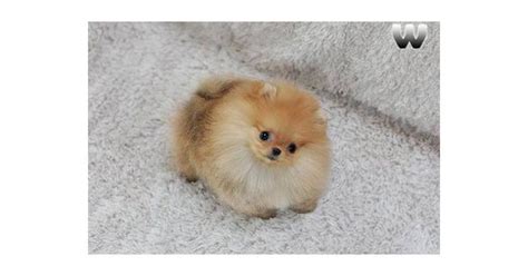 Pomeranian Puppy For Sale For 5500 One In A Million